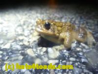 /home//u458753944/public_html/sourcegallery//////Roxborough Toad Detour/2013-2019/2014/2014-04-07/P1140930.JPG